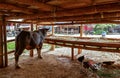 Buffalo Market in Tana Toraja, Sulawesi